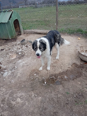 de vânzare un cîne de Bucovina  - imagine 4