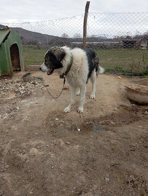 de vânzare un cîne de Bucovina  - imagine 2