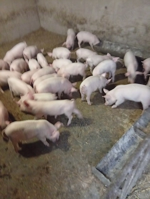 Purcei sapte saptamani