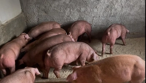 Purcei Duroc pur  - imagine 2