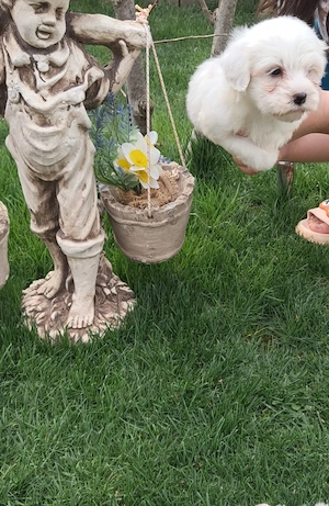 Vând bichoni maltez 6 saptamani fetițe și băieței  - imagine 2