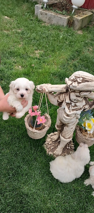 Vând bichoni maltez 6 saptamani fetițe și băieței  - imagine 3
