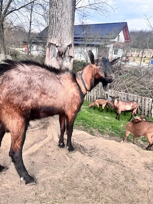 tap alipn francez  - imagine 2