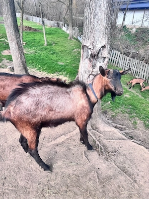 tap alipn francez  - imagine 3