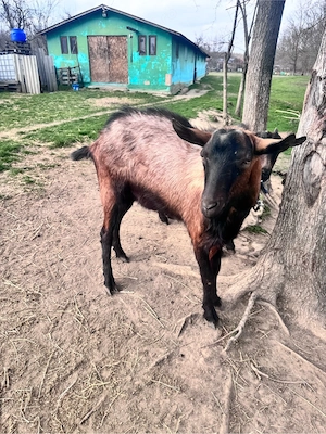 tap alipn francez  - imagine 4