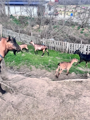 tap alipn francez  - imagine 5