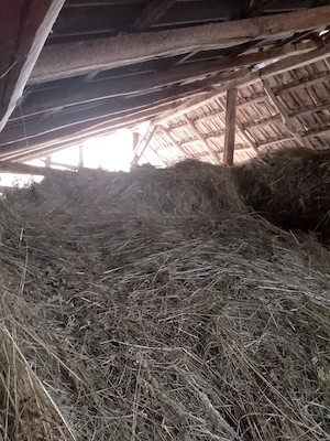 Fan de vânzare, Pucioasa, Dambovita - imagine 3