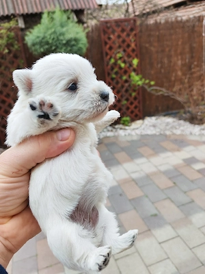 căt i westie rasă pură 2femele și 2băieti