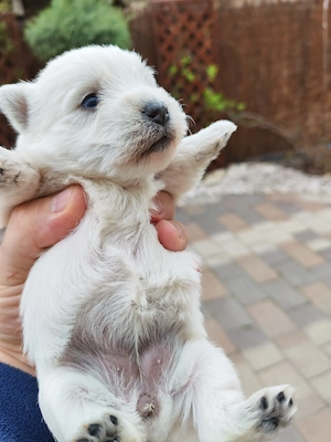 căt i westie rasă pură 2femele și 2băieti