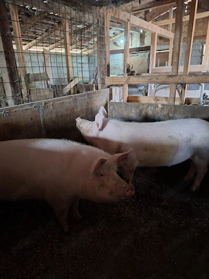 Vand porci rasa Landrace - imagine 2