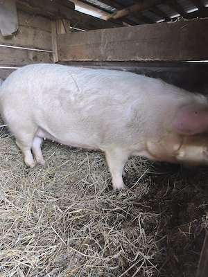 Scroafa pentru sacrificat  - imagine 2