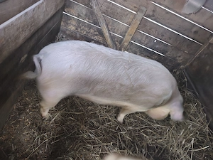 Scroafa pentru sacrificat 