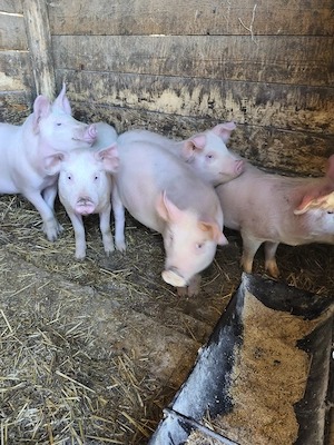 Vând șoldanii  - imagine 2