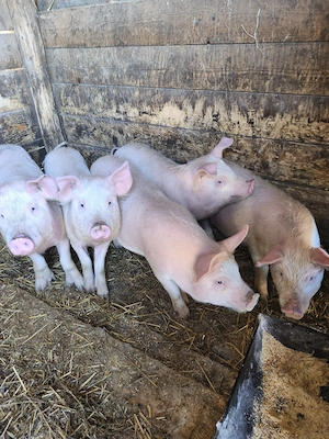 Vând șoldanii  - imagine 5