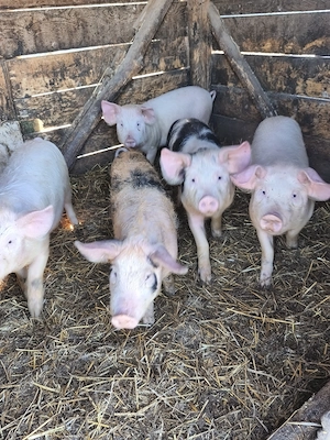 Vând șoldanii  - imagine 4