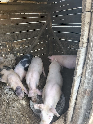 Vând șoldanii  - imagine 3