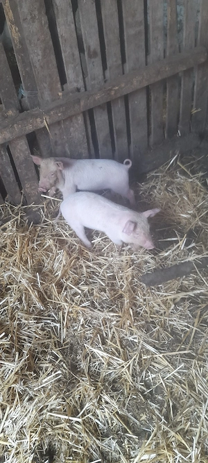 schimb purcei  pe  capre. - imagine 5