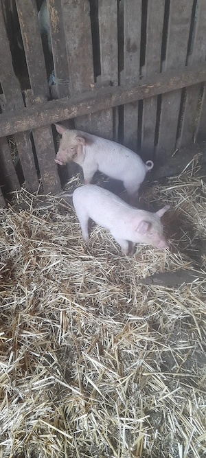 schimb purcei  pe  capre. - imagine 3