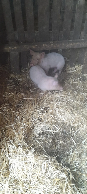 schimb purcei  pe  capre. - imagine 4