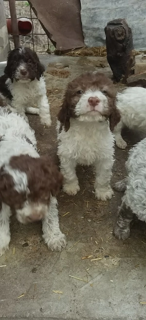 Lagotto Romagnolo 