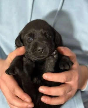 Labrador Retriever 