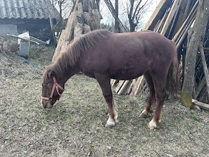 Mânză de vânzare  - imagine 3