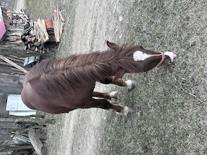 Mânză de vânzare  - imagine 4