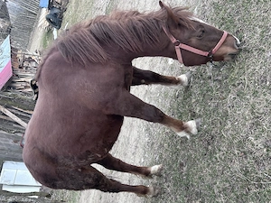 Mânză de vânzare  - imagine 2