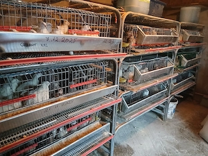 Prepelite ouatoare, pui de prepeliță.