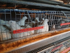 Prepelite ouatoare, pui de prepeliță. - imagine 4