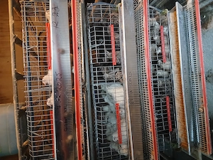 Prepelite ouatoare, pui de prepeliță. - imagine 2