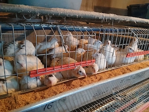 Prepelite ouatoare, pui de prepeliță. - imagine 3