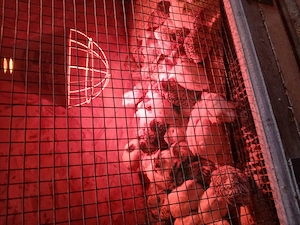 Prepelite ouatoare, pui de prepeliță. - imagine 5