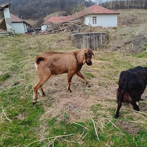 schimb țap de anul trecut  ciut genetic cu o capra buna   - imagine 2