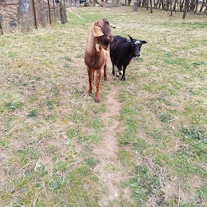 schimb țap de anul trecut  ciut genetic cu o capra buna   - imagine 4