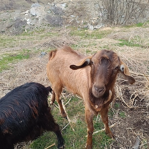 schimb țap de anul trecut  ciut genetic cu o capra buna  