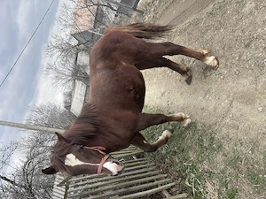 Mânză de vânzare  - imagine 5