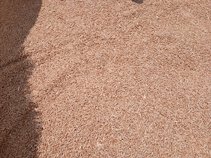 Vând grâu producție 2025 