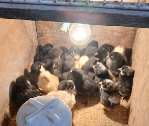 Pui australorp, pui de curte.