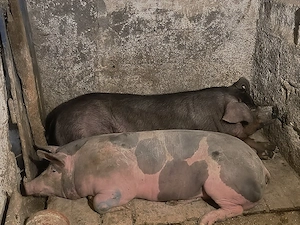 Schimb cele doua scroafe cu Masina  - imagine 2