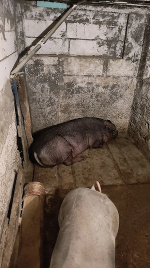 Schimb cele doua scroafe cu Masina  - imagine 3