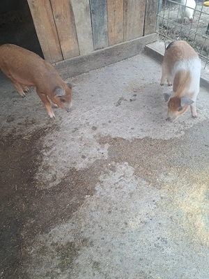 vand purcei  - imagine 3