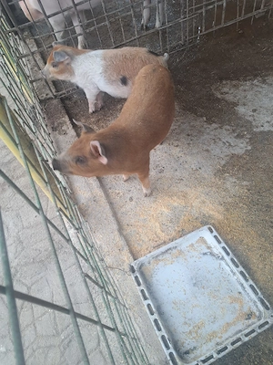 vand purcei  - imagine 4