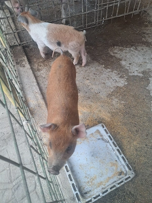 vand purcei  - imagine 2