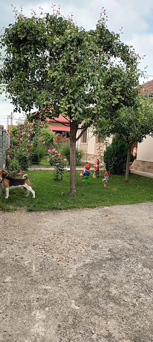 Vand casa deosebita in Caransebes intr-un cartier Rezidential - imagine 10