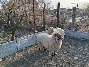 oi de v nzare - imagine 4