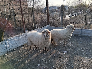 oi de v nzare - imagine 2