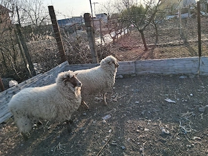 oi de v nzare - imagine 3