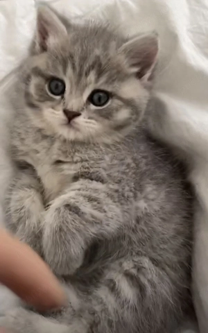 British Silver tabby