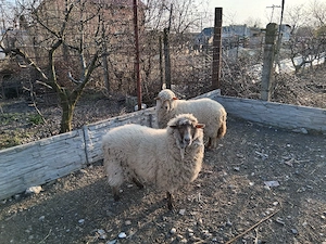 oi de v nzare - imagine 5